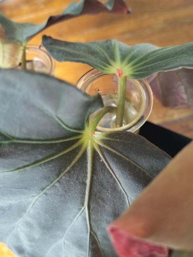Begonia Pavonina cutting with node – Peacock Begonia