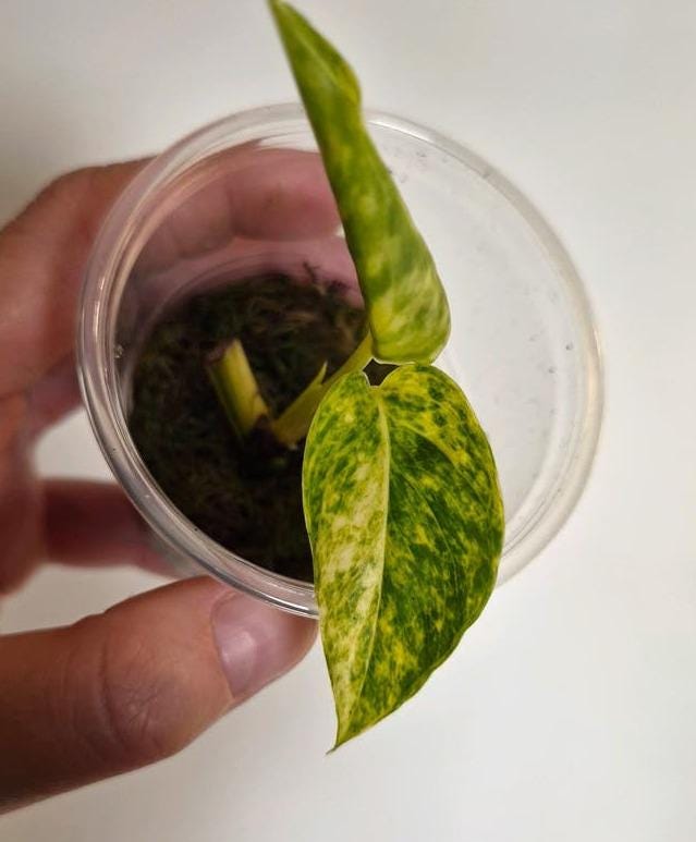 Epipremnum Cintho Goldfinger cutting with node – Golden Variegated Pothos
