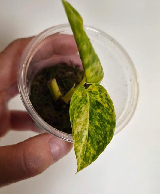 Epipremnum Cintho Goldfinger cutting
