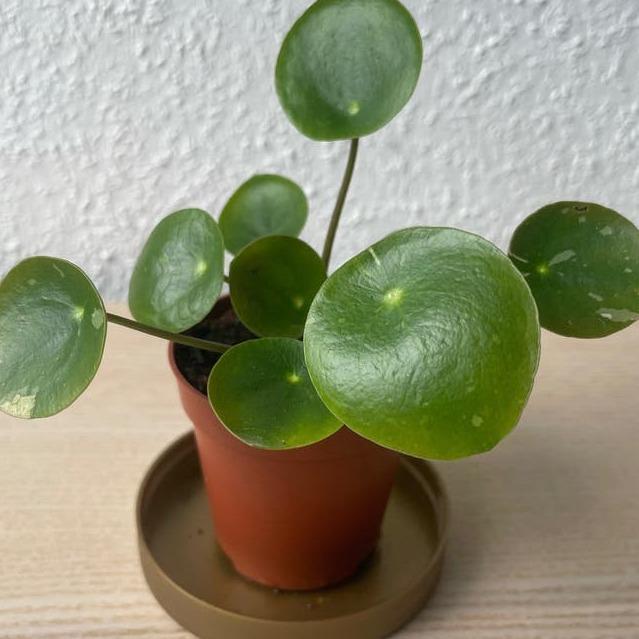 Pilea White Splash cutting with node – White Splash Pilea