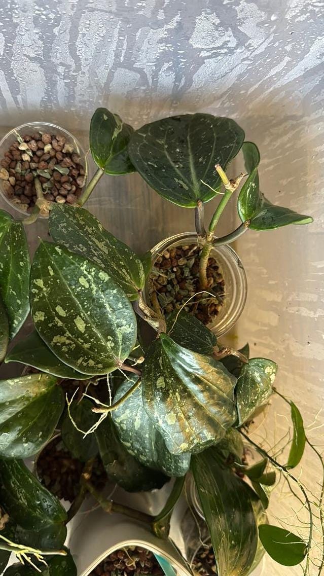 Hoya Latifolia Splash cutting
