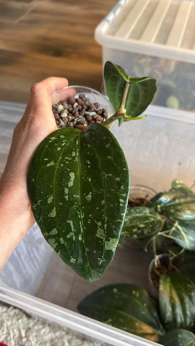 Hoya Latifolia Splash cutting