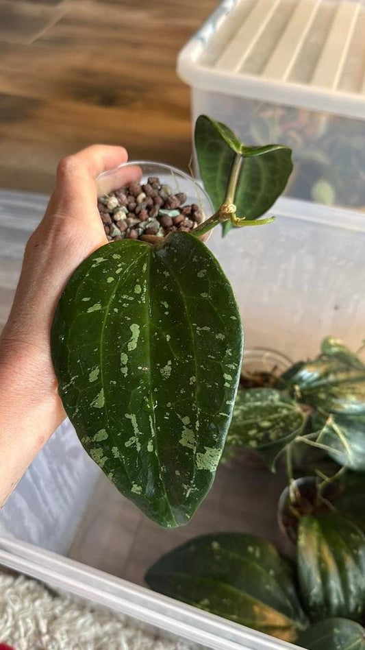 Hoya Latifolia Splash cutting