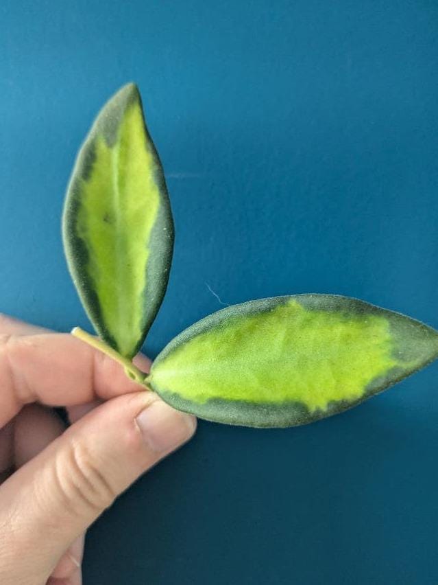 Hoya DS70 cutting