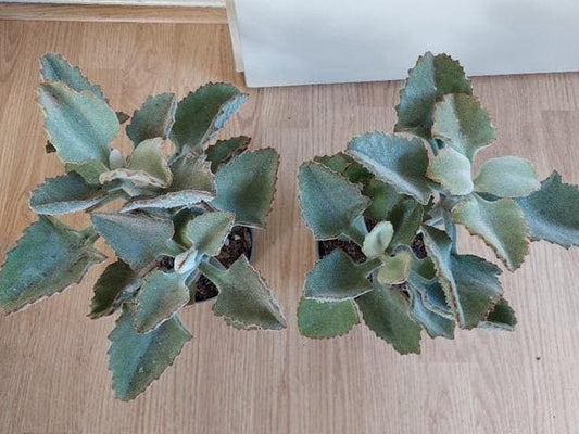 Kalanchoe Beharensis cutting