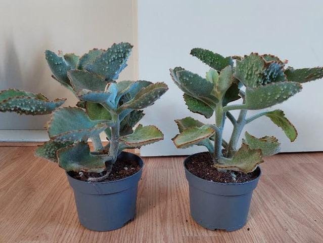Kalanchoe Beharensis cutting