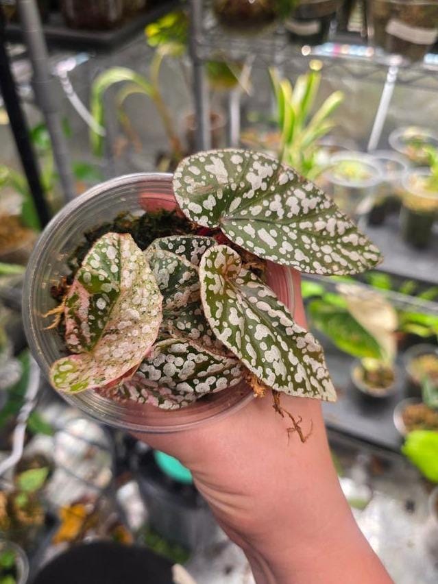 Begonia Snow Capped cutting