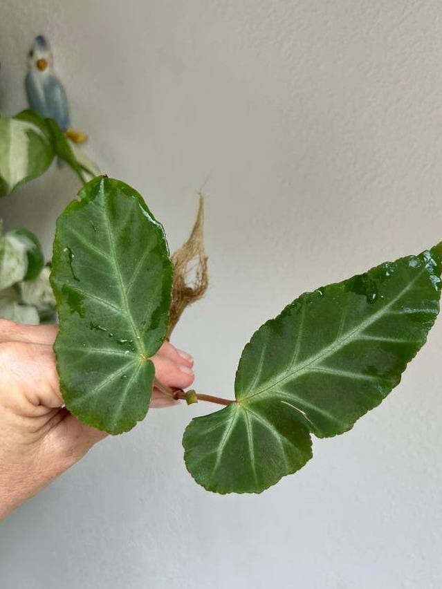 Begonia Grey Feather cutting