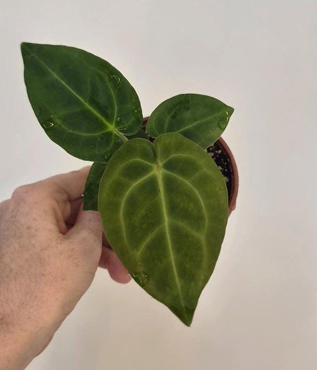 Anthurium Crystall Blush x Doc Block F2 cutting