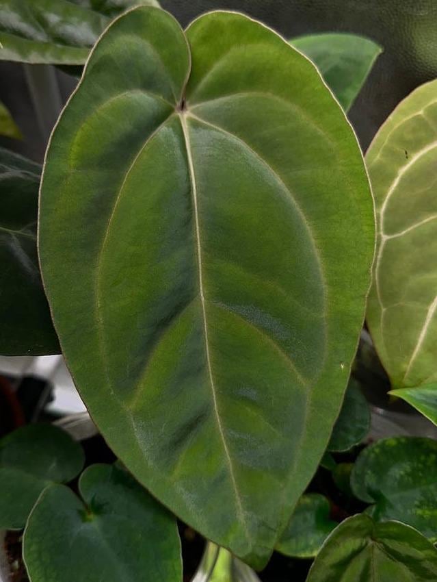 Anthurium Dressleri x Carlablackiae cutting