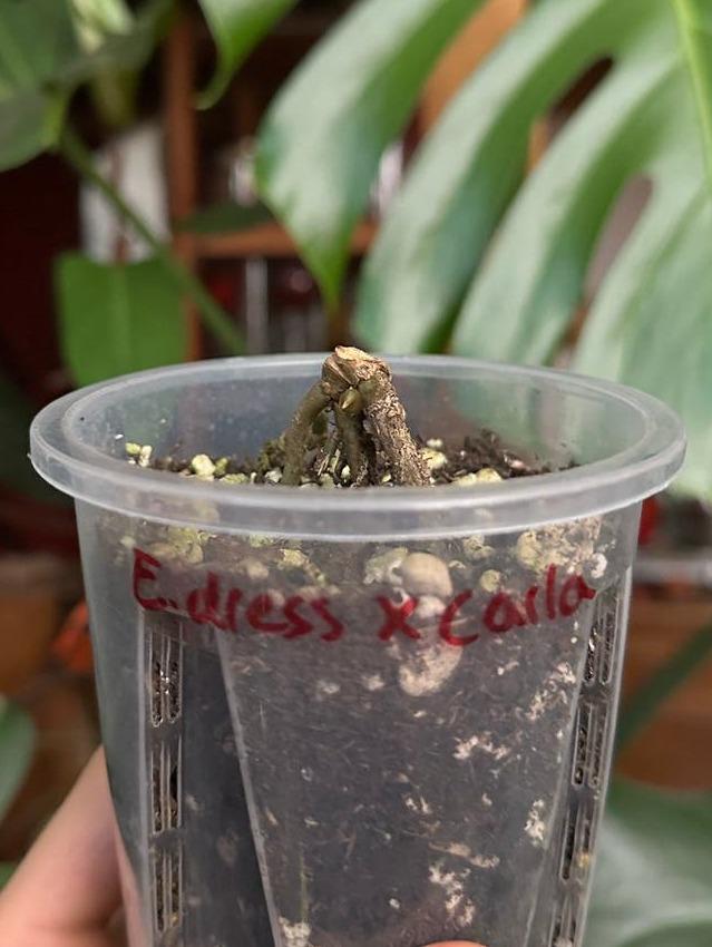 Anthurium Dressleri x Carlablackiae cutting