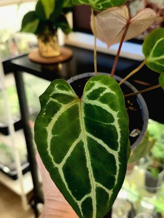 Anthurium Crystallinum x Red Spider x Forgetii cutting