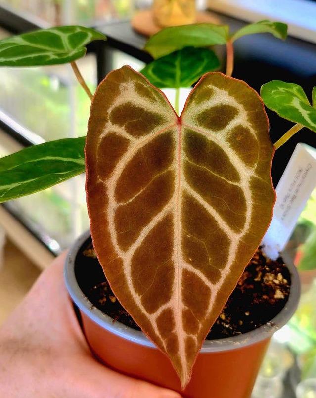 Anthurium Crystallinum x Red Spider x Forgetii cutting