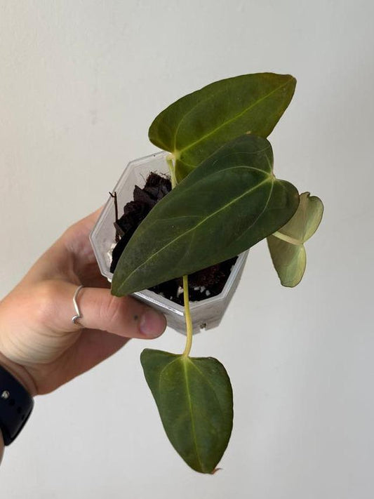 Anthurium Blue Papillilaminum Cutting – rare plant for sale