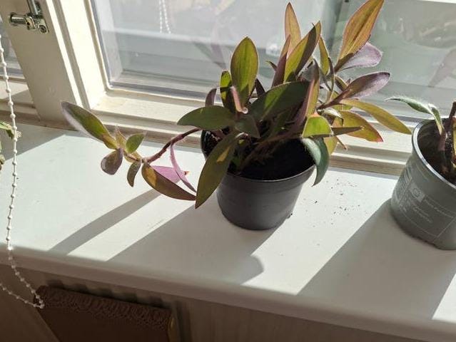 Tradescantia Pallida Purple cutting