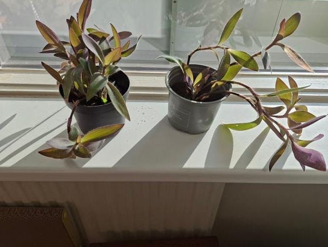 Tradescantia Pallida Purple cutting
