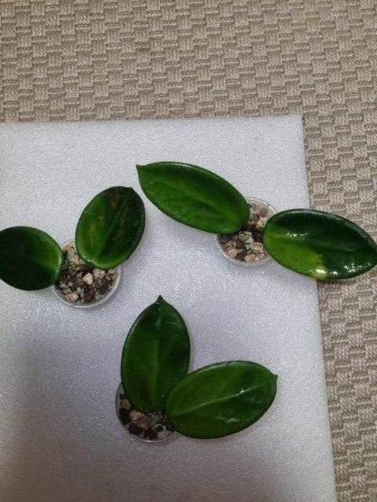 Hoya Vangviengiensis Cutting – Rare Vining Hoya