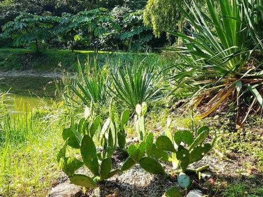 Opuntia Humifusa Cutting – Hardy Prickly Pear