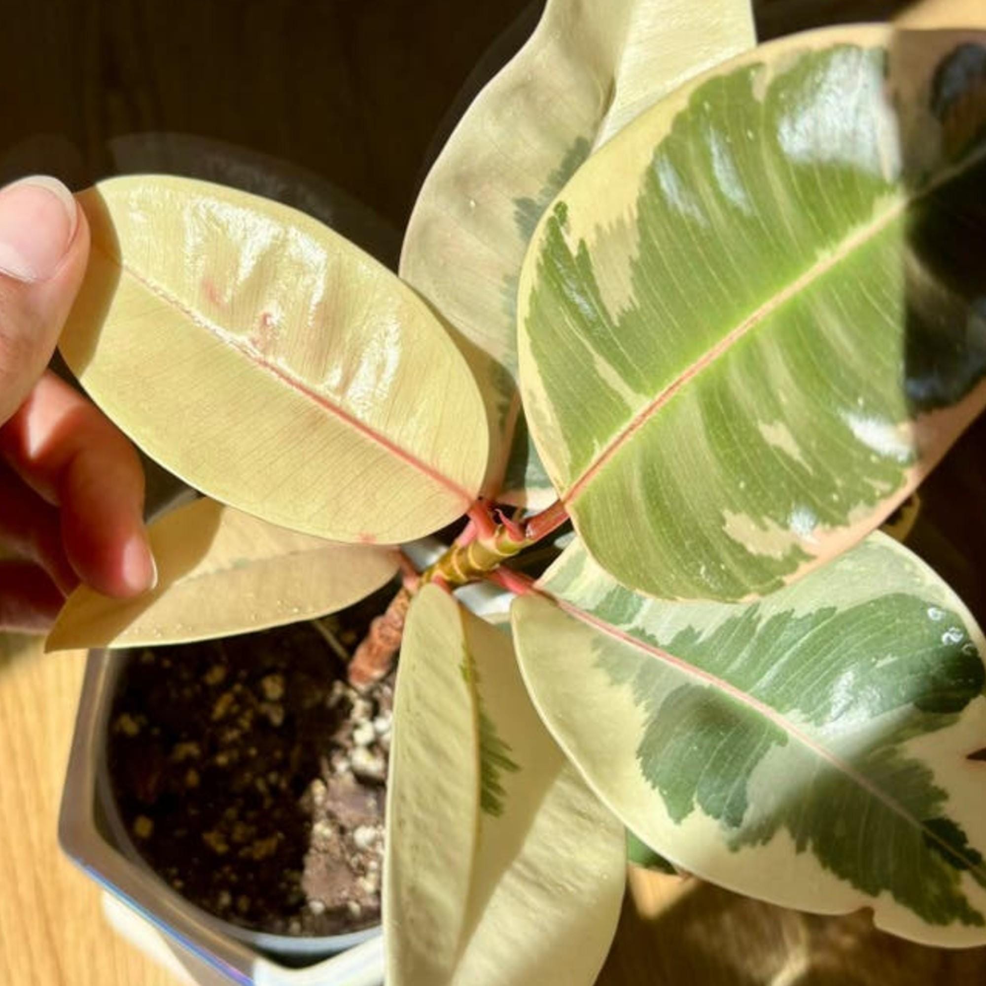 Ficus Elastica Tineke cutting
