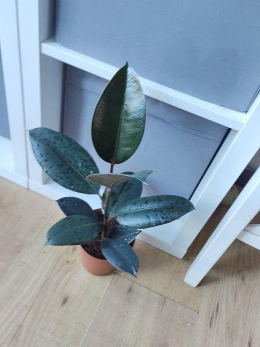 Ficus Elastica Abidjan cutting