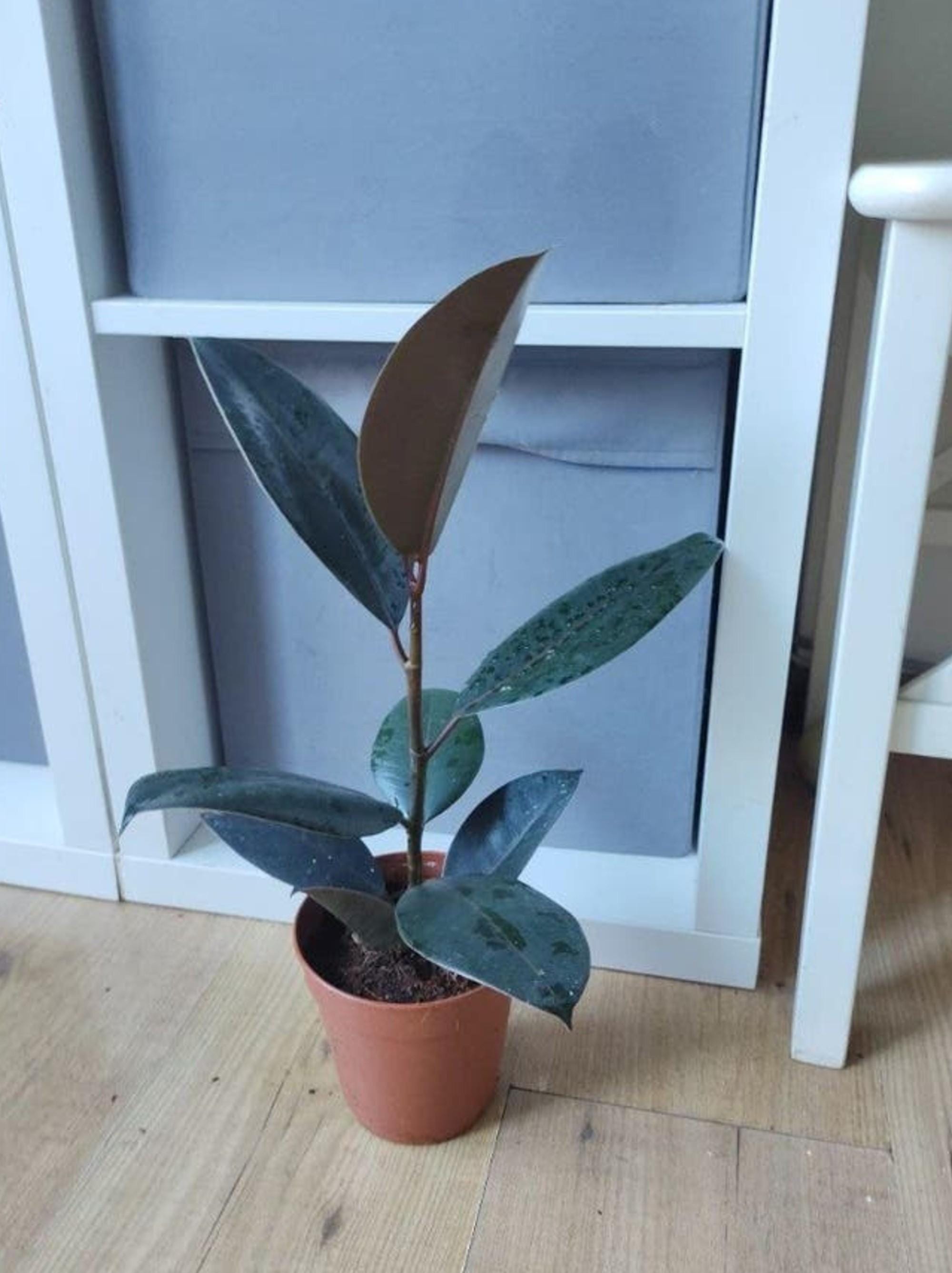Ficus Elastica Abidjan cutting