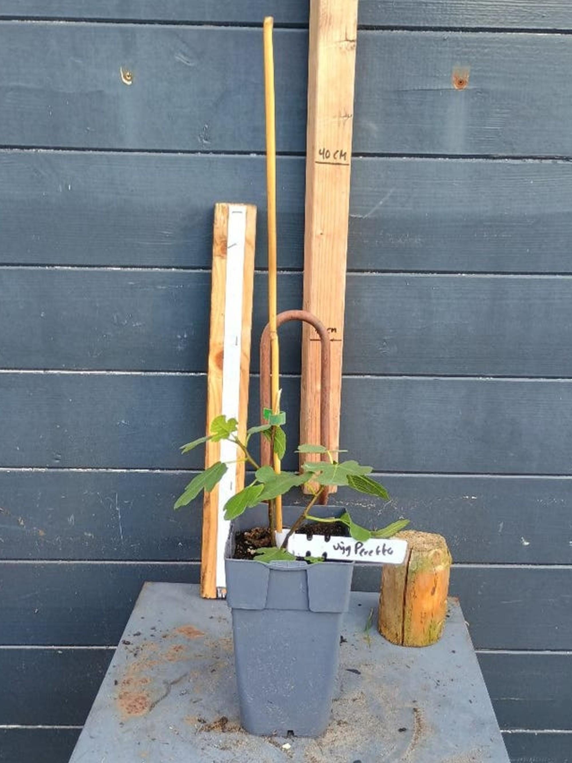 Ficus Carica Peretta cutting