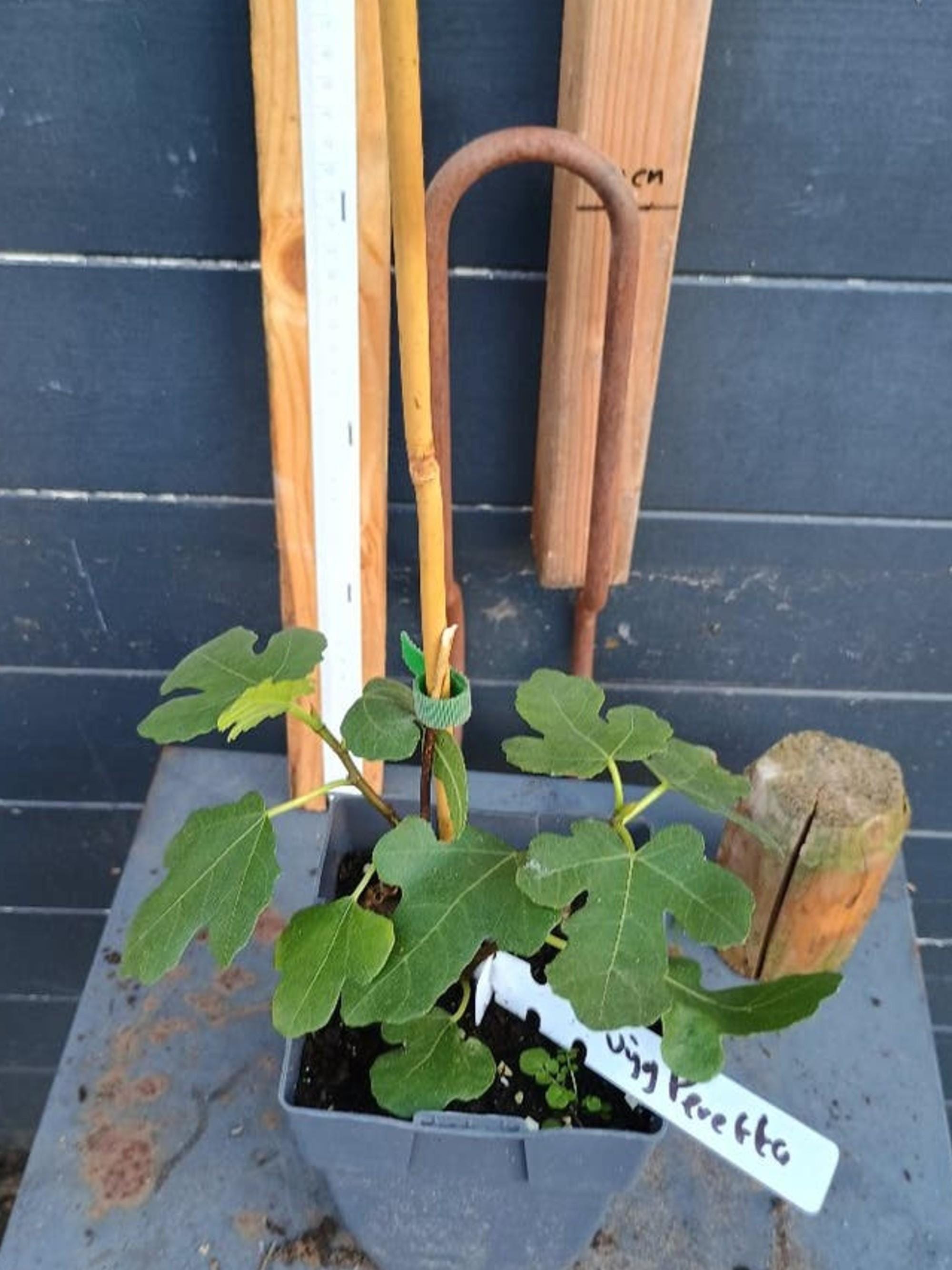 Ficus Carica Peretta cutting