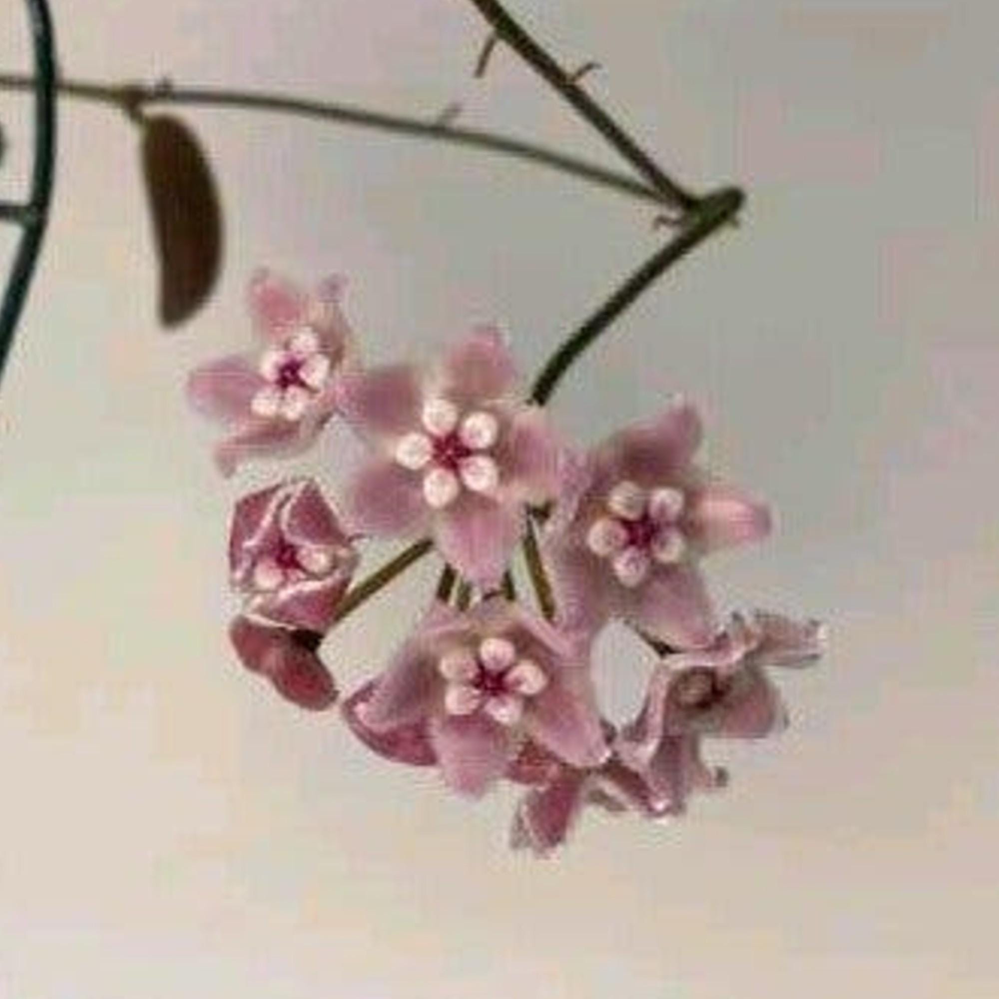 Hoya Lyi cutting