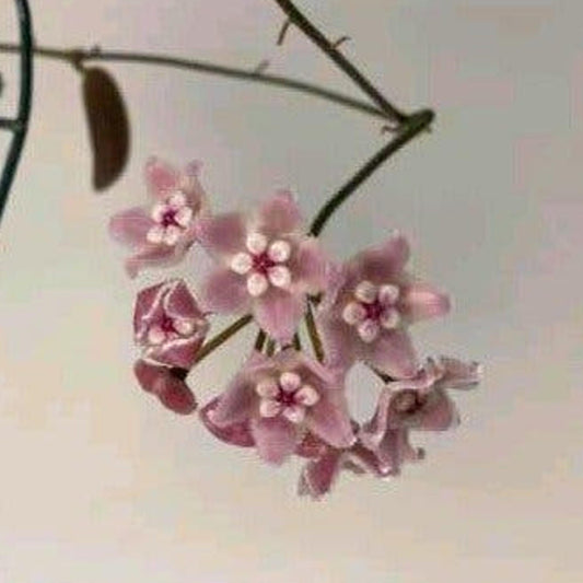 Hoya Lyi cutting