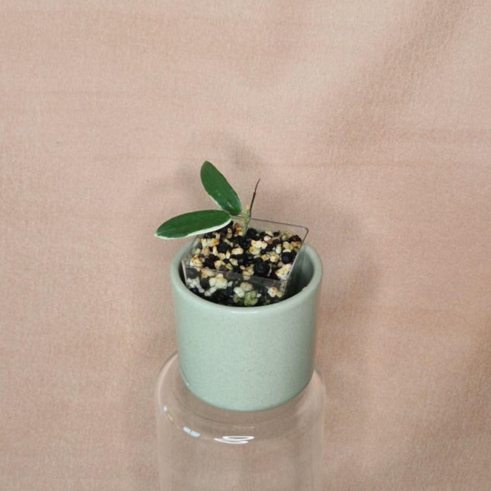 Hoya Lyi cutting