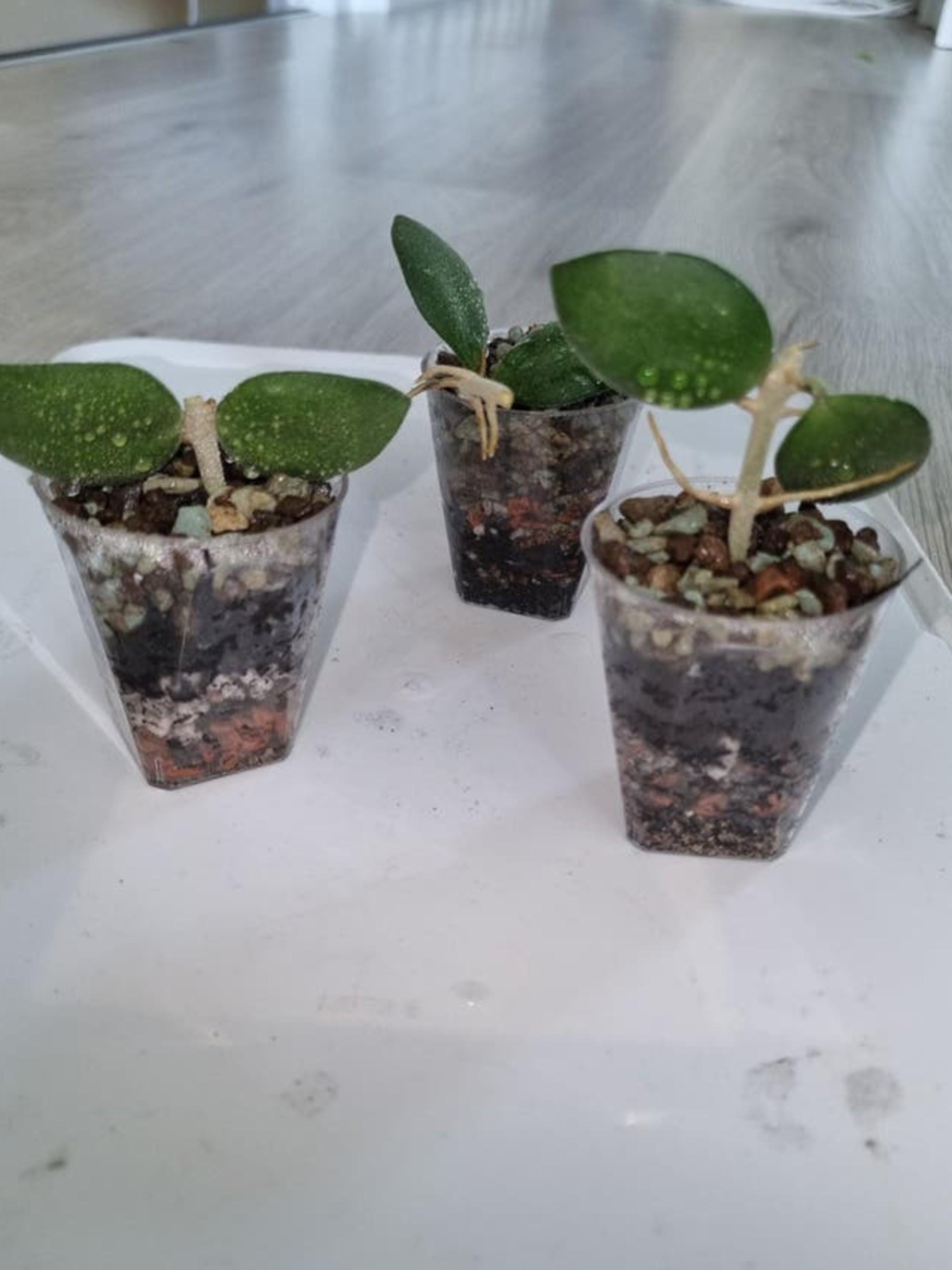 Hoya Nummularioides cutting
