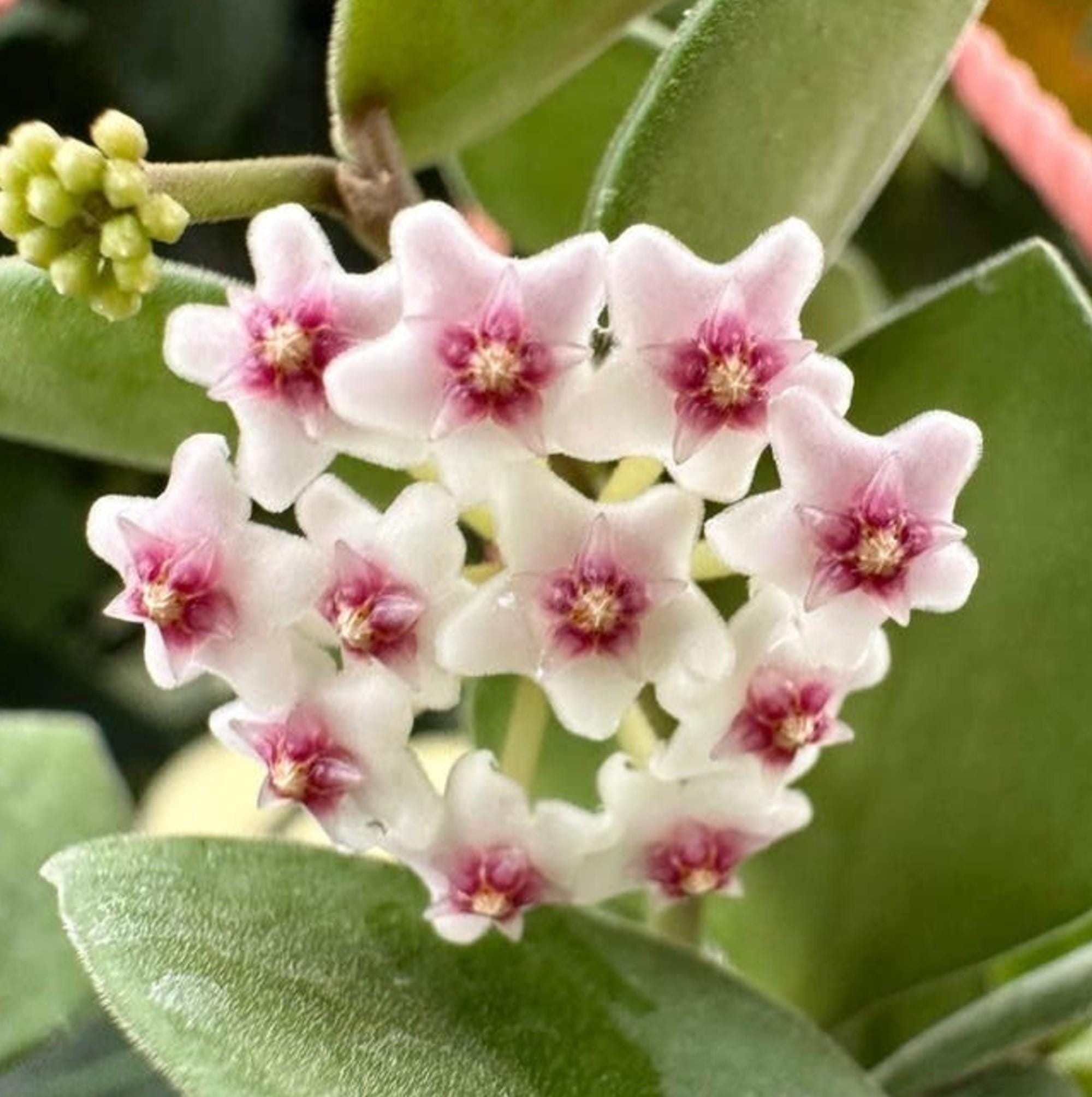 Hoya Nummularioides cutting