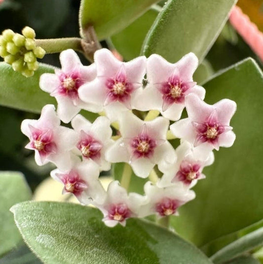 Hoya Nummularioides cutting