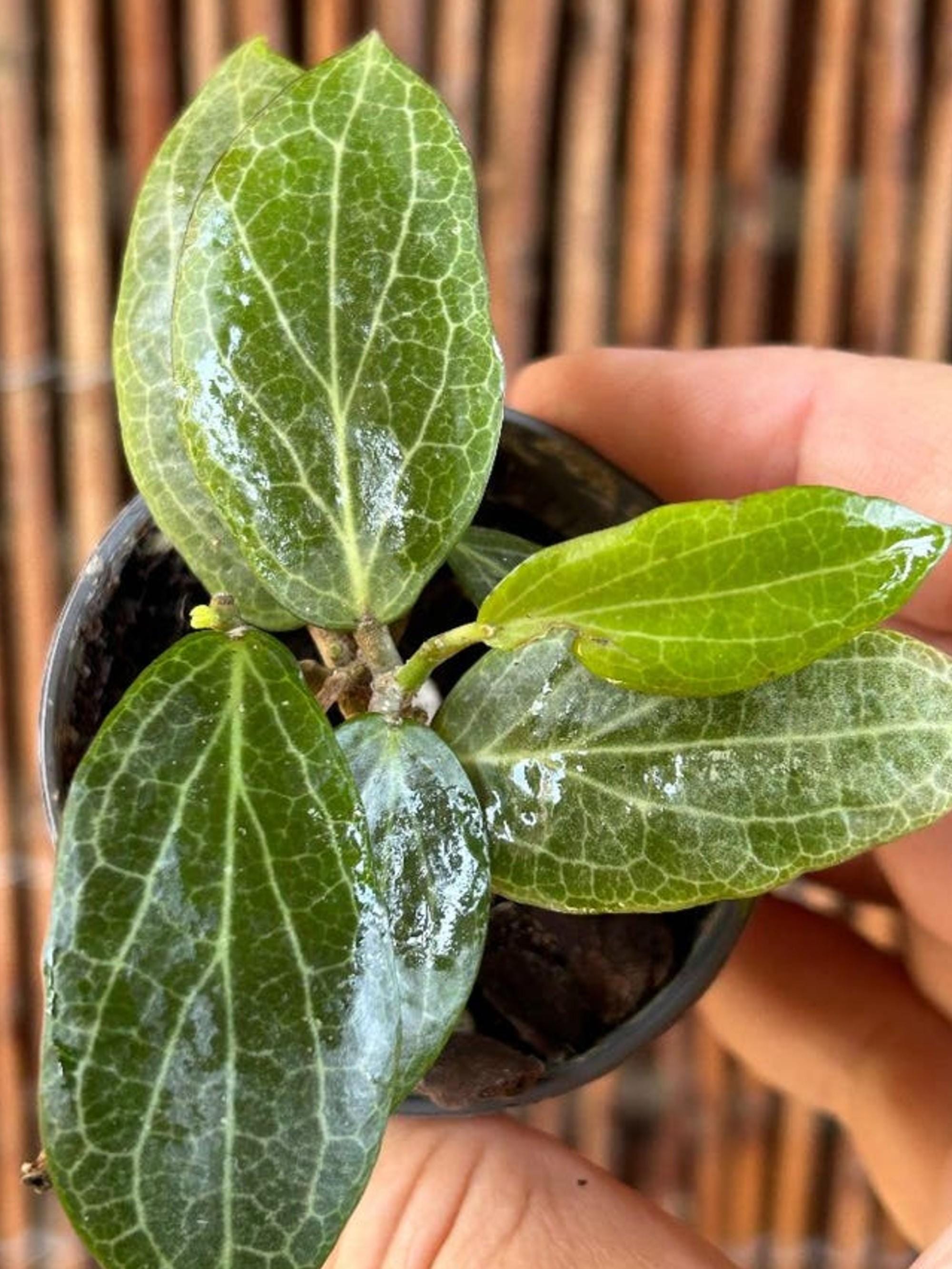 Hoya Fitchii cutting