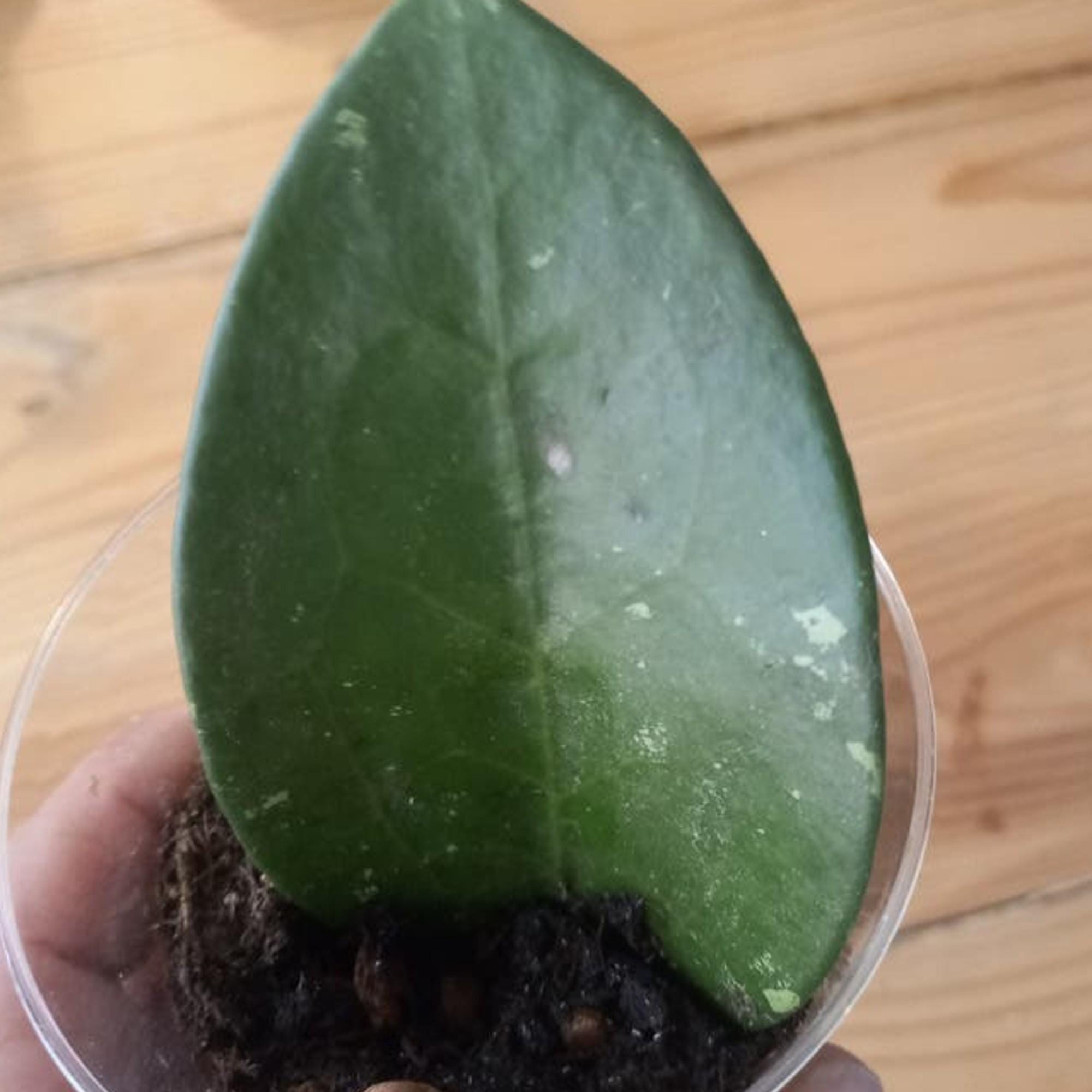 Hoya Pottsii cutting