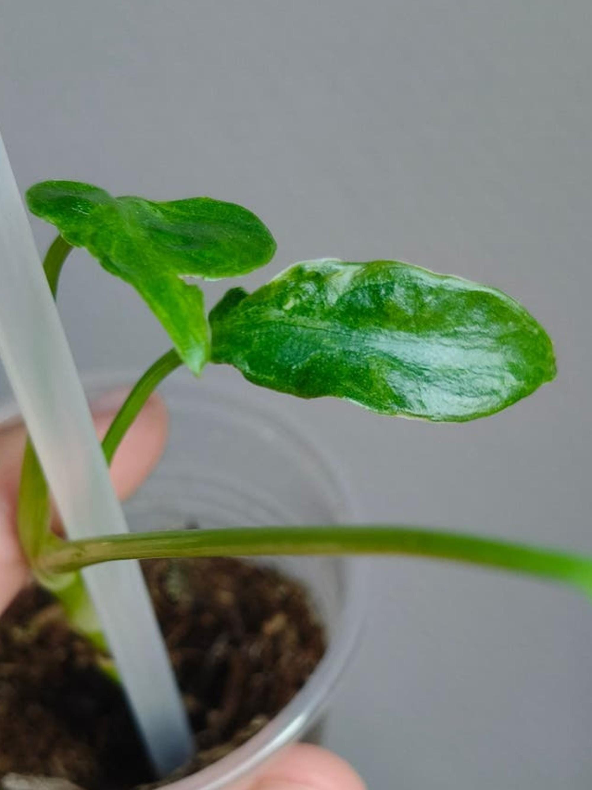 Monstera Deliciosa Contorta cutting