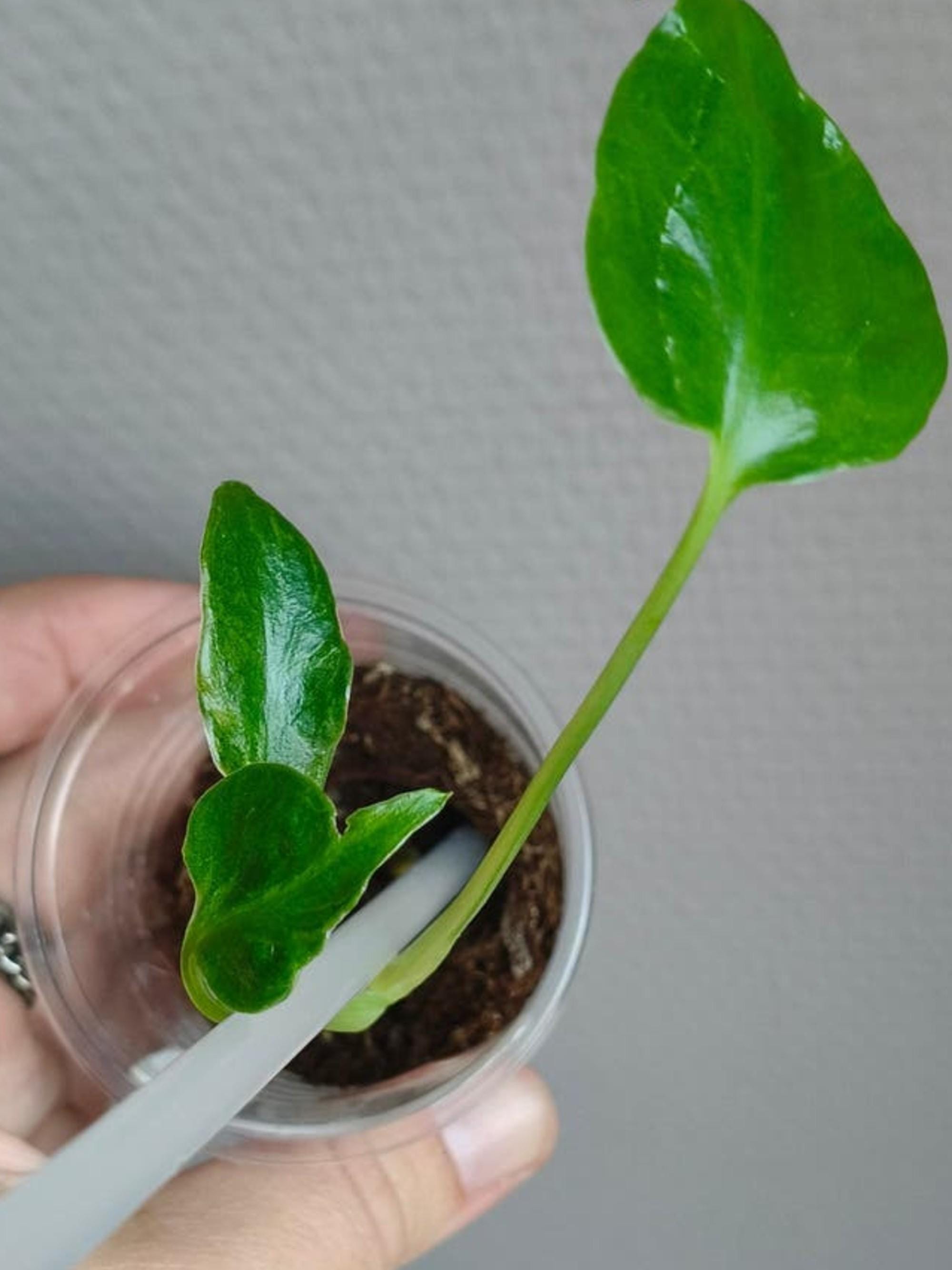 Monstera Deliciosa Contorta cutting