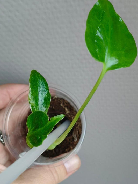 Monstera Deliciosa Contorta cutting