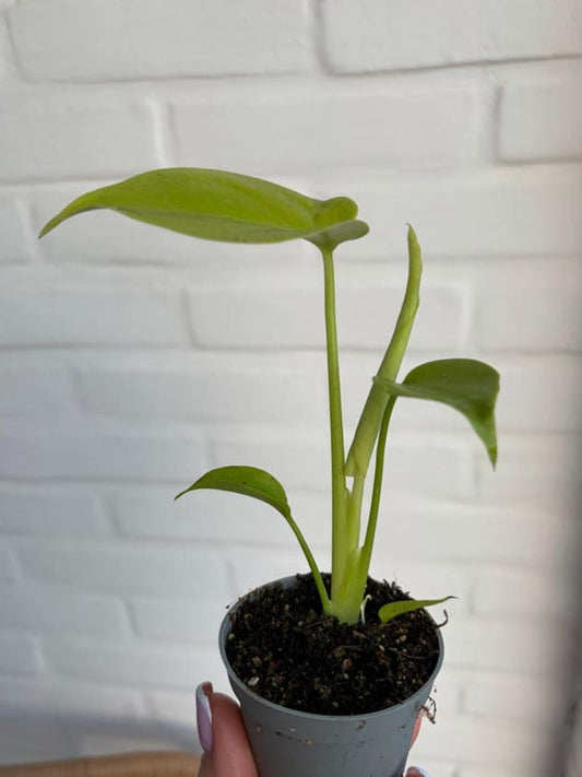 Monstera Deliciosa Golden Compacta cutting