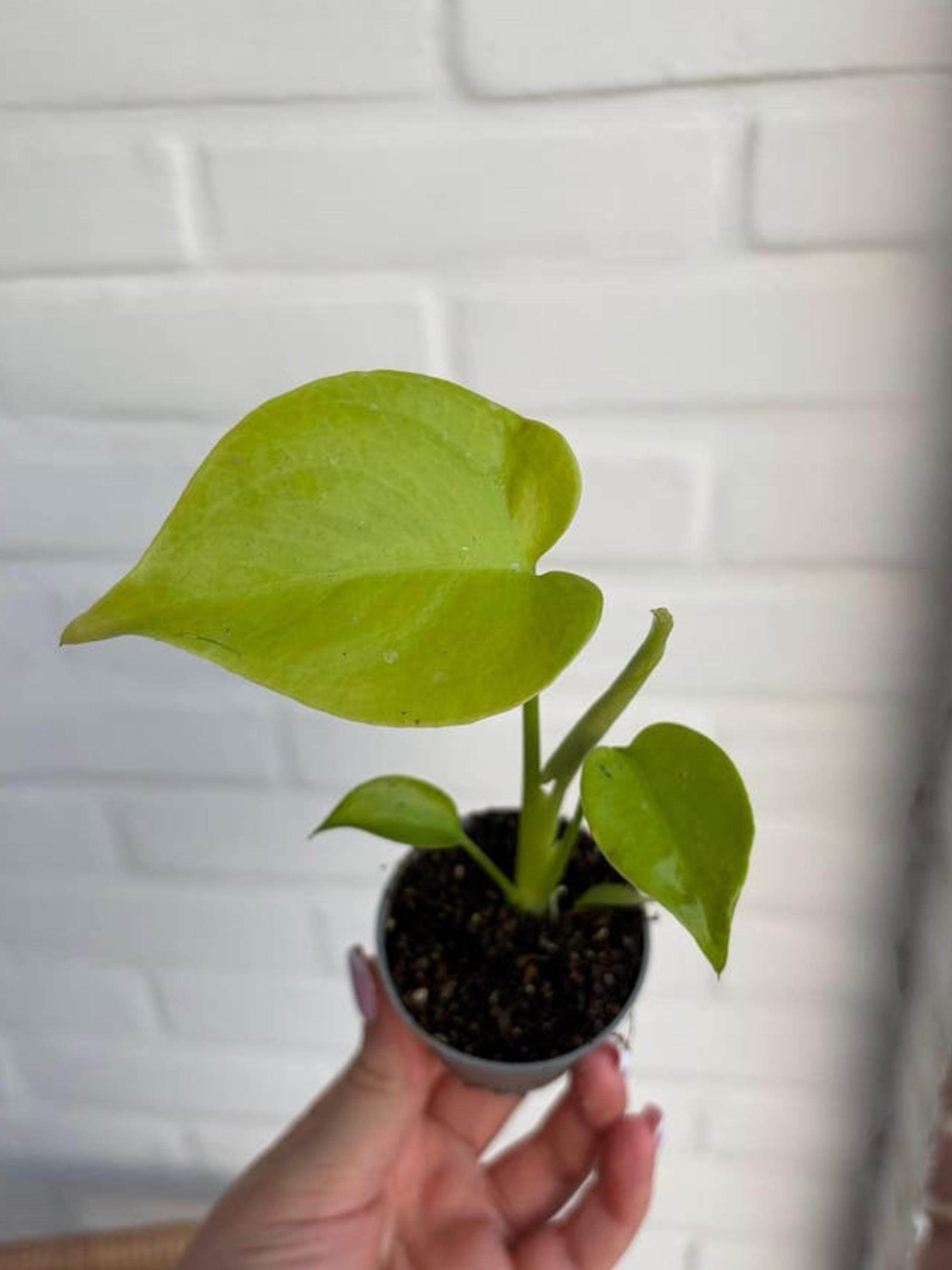 Monstera Deliciosa Golden Compacta cutting