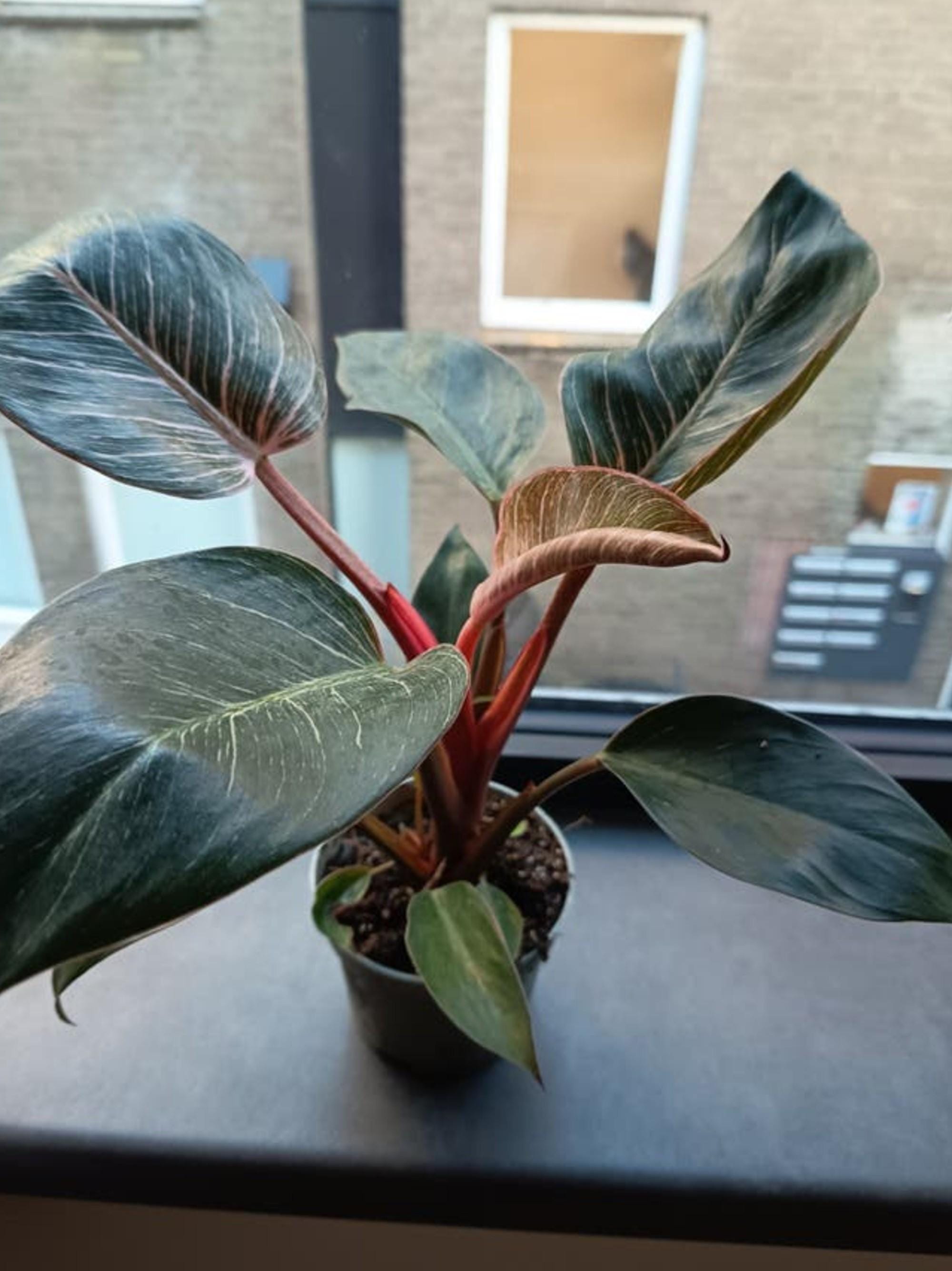 Philodendron Pink Birkin cutting