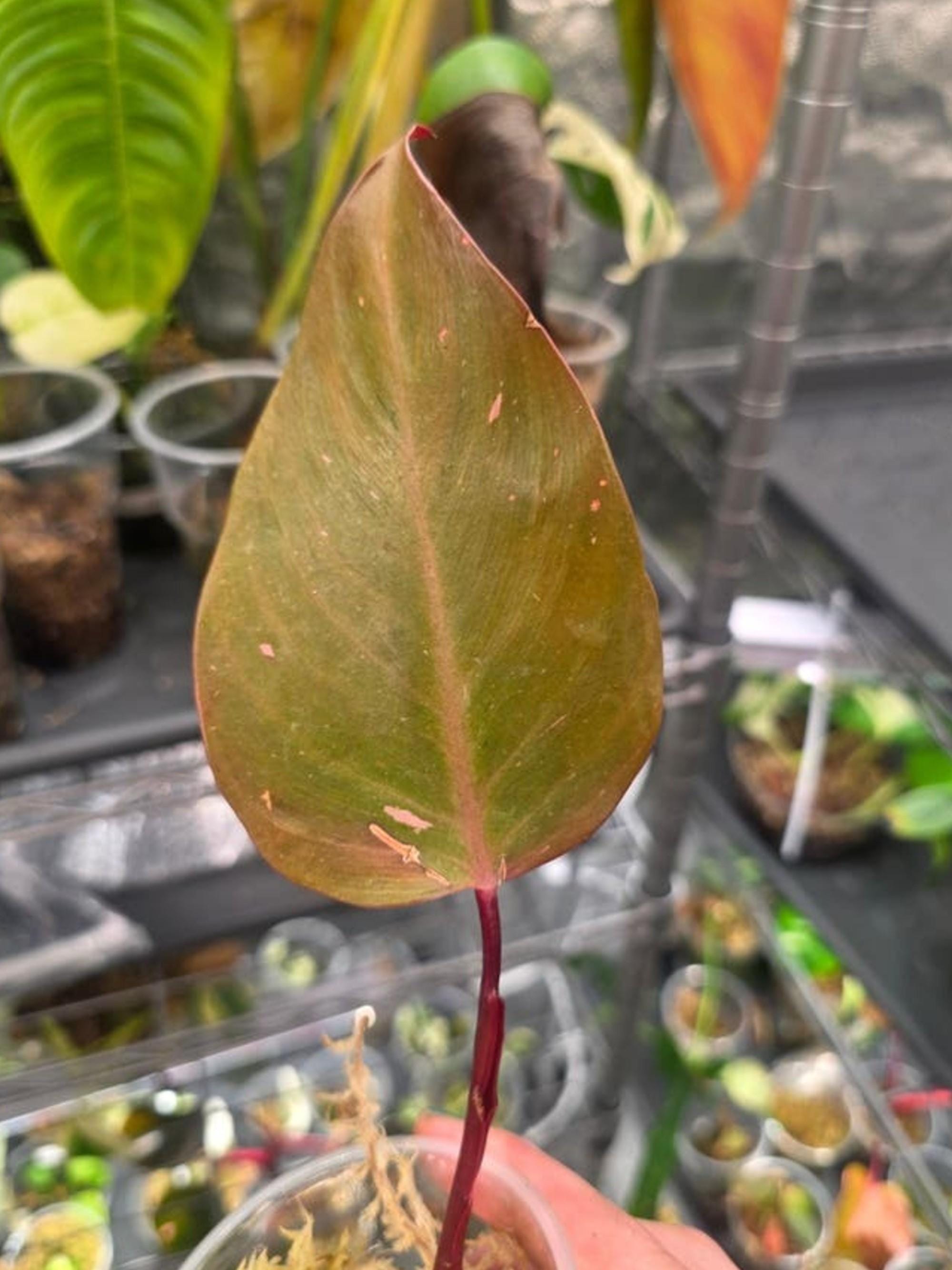 Philodendron Persimmon cutting