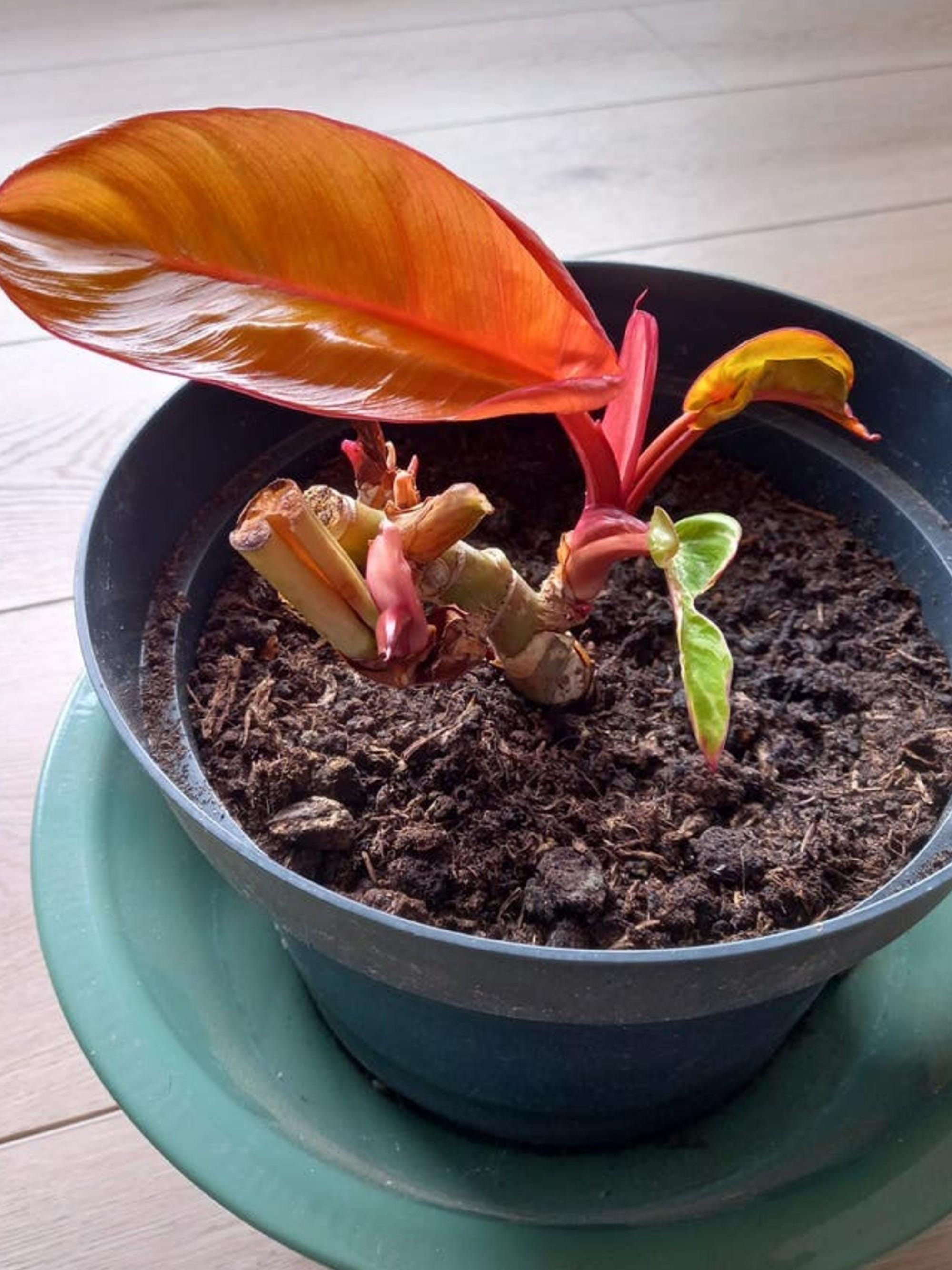 Philodendron Prince of Orange cutting