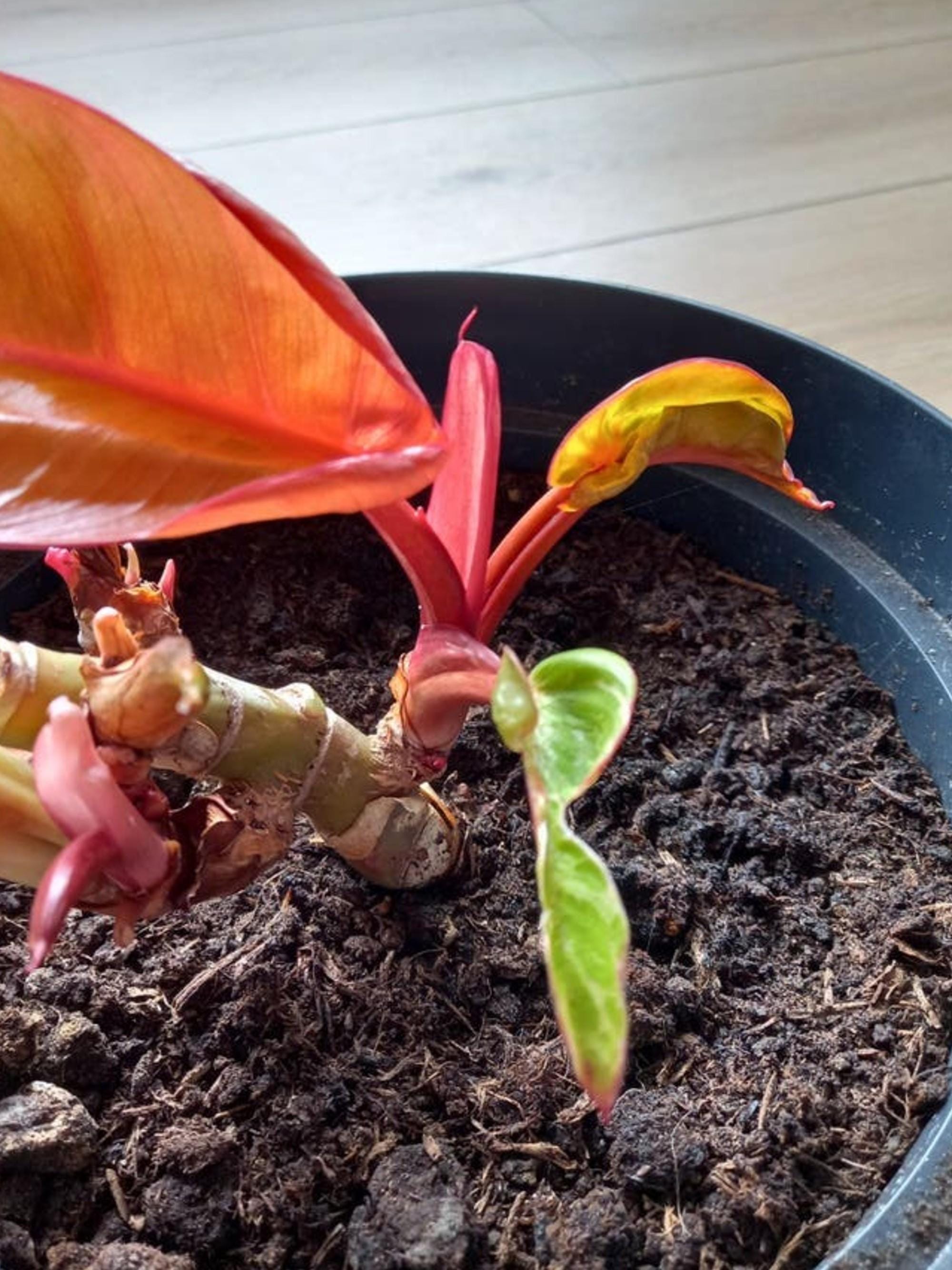 Philodendron Prince of Orange cutting