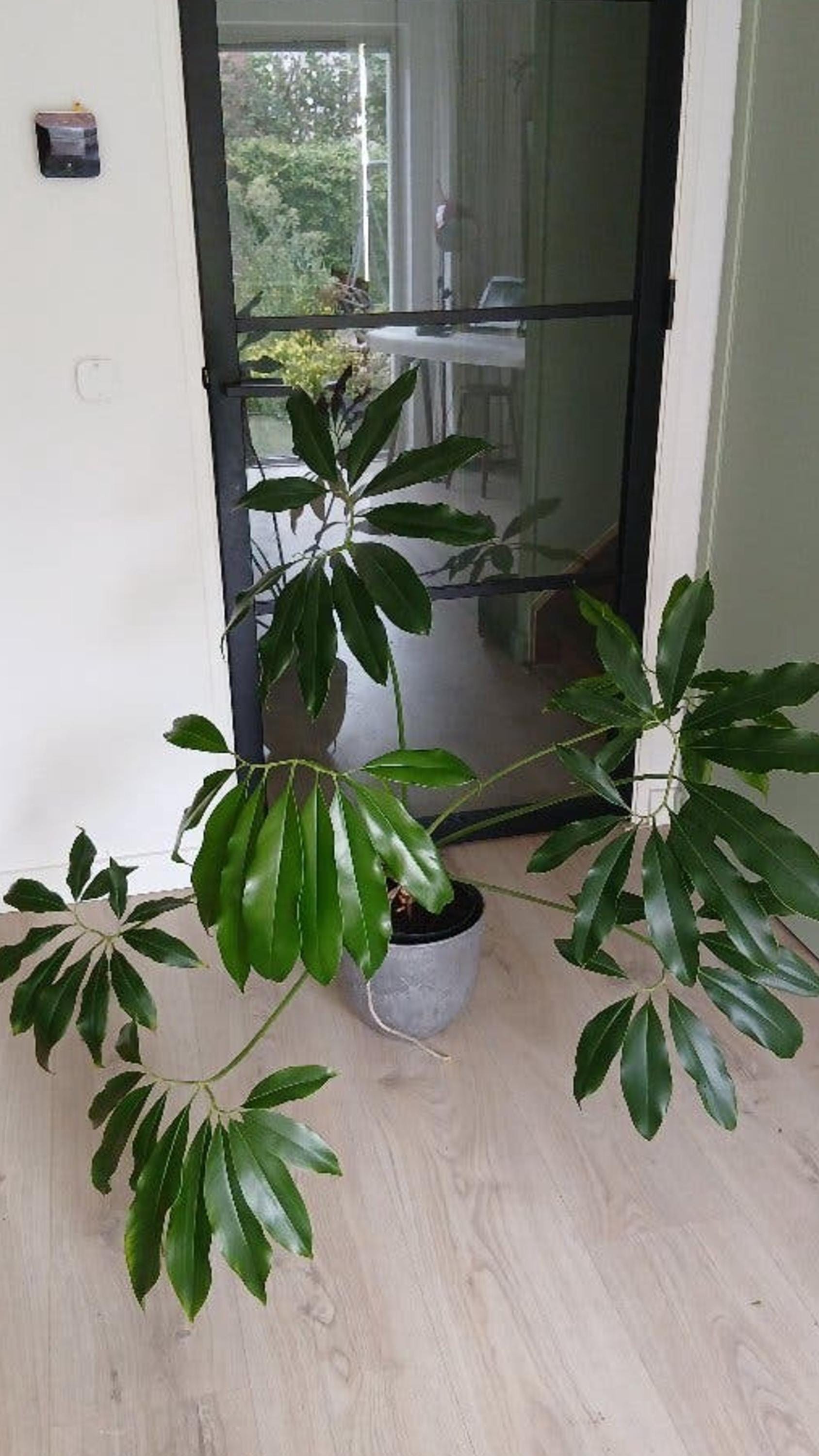 Philodendron Goeldii cutting