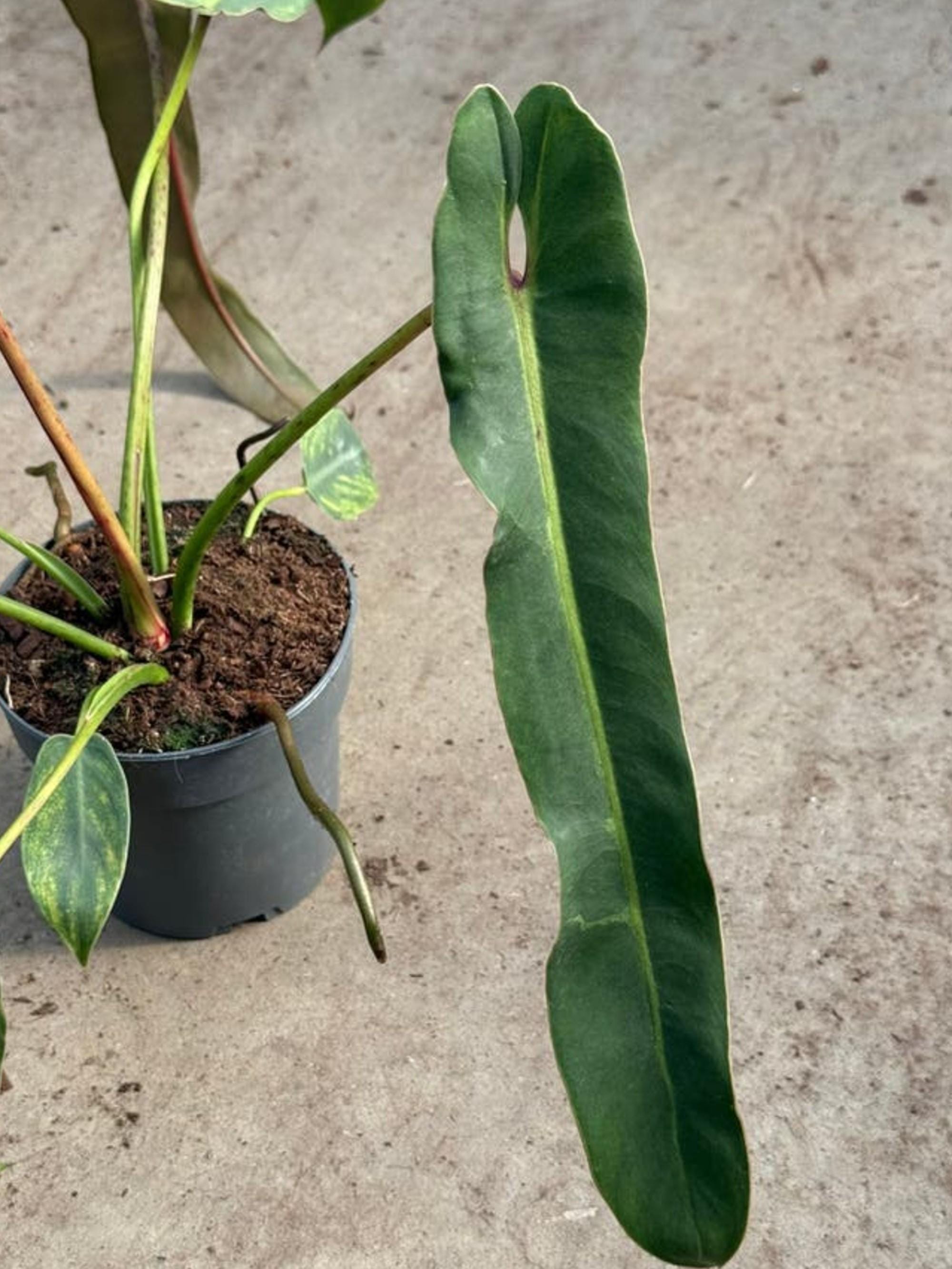 Philodendron Spiritus Sancti cutting