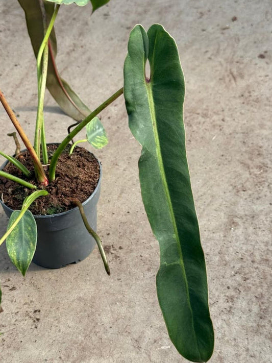 Philodendron Spiritus Sancti cutting