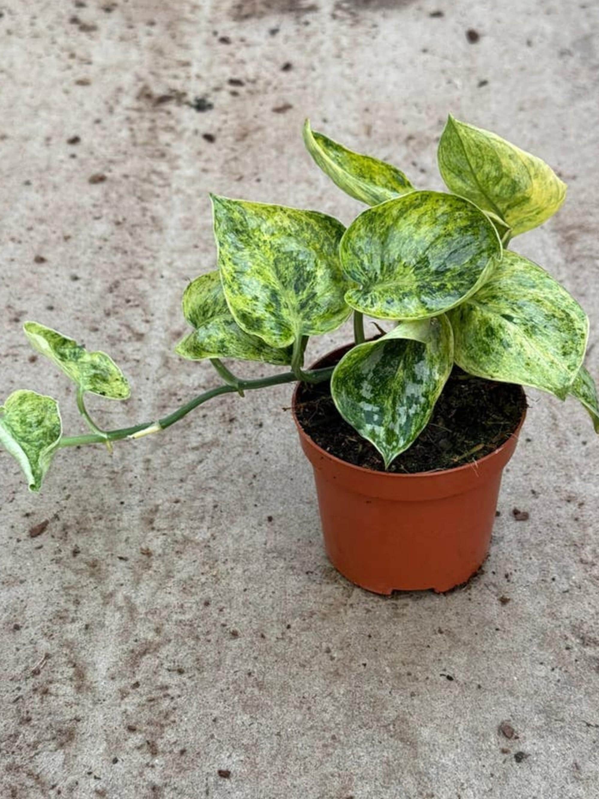 Scindapsus Tembega Variegated cutting