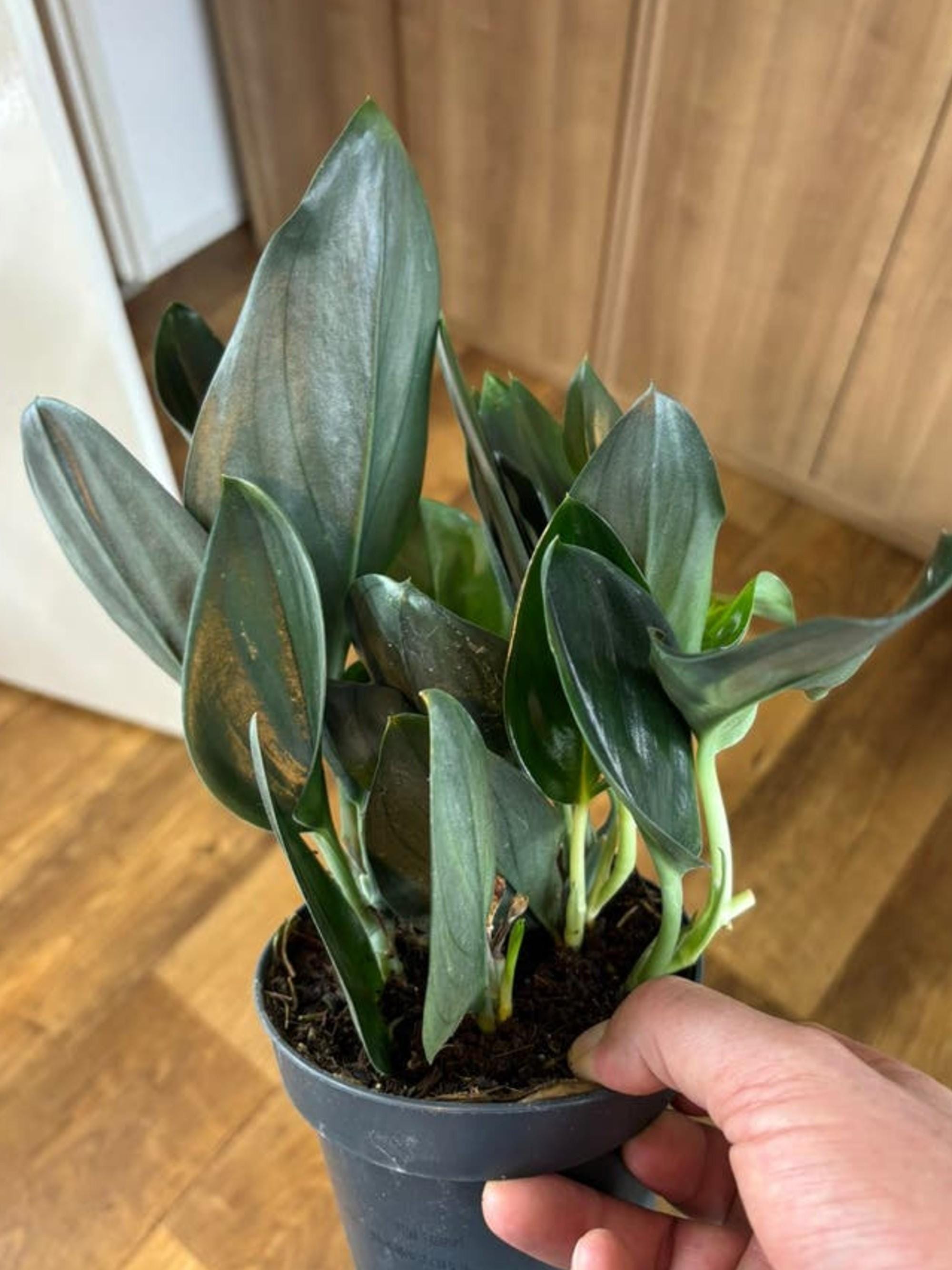 Scindapsus Treubii Dark Form cutting