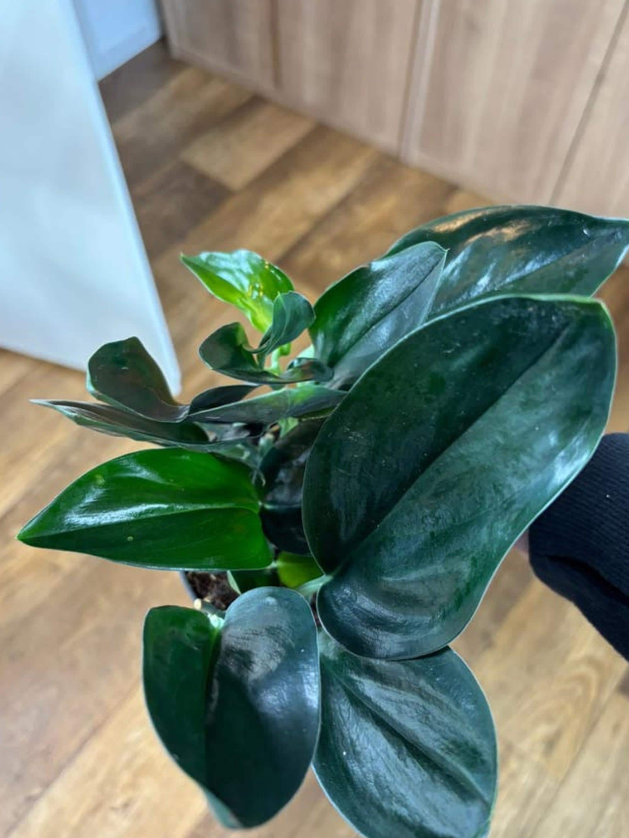 Scindapsus Treubii Dark Form cutting